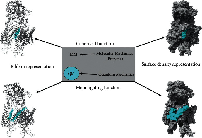 Structural Predictive Model of Presenilin-2 Protein and Analysis of Structural Effects of Familial Alzheimer's Disease Mutations.