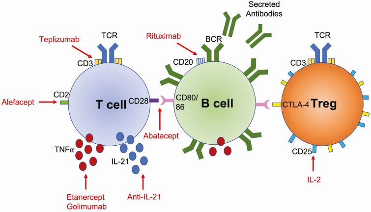 100 years post-insulin: immunotherapy as the next frontier in type 1 diabetes.