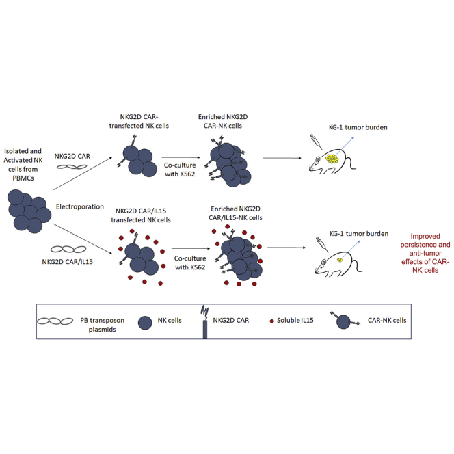 piggyBac system to co-express NKG2D CAR and IL-15 to augment the <i>in vivo</i> persistence and anti-AML activity of human peripheral blood NK cells.