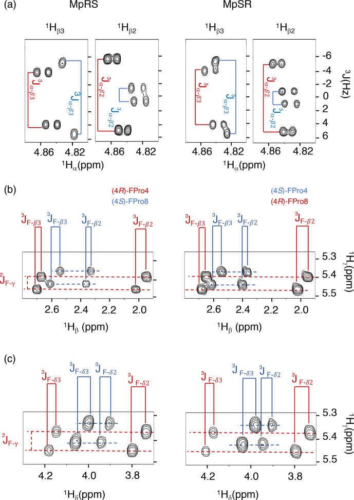 Fluorine NMR study of proline-rich sequences using fluoroprolines.