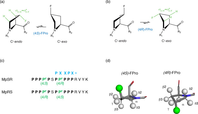 Fluorine NMR study of proline-rich sequences using fluoroprolines.