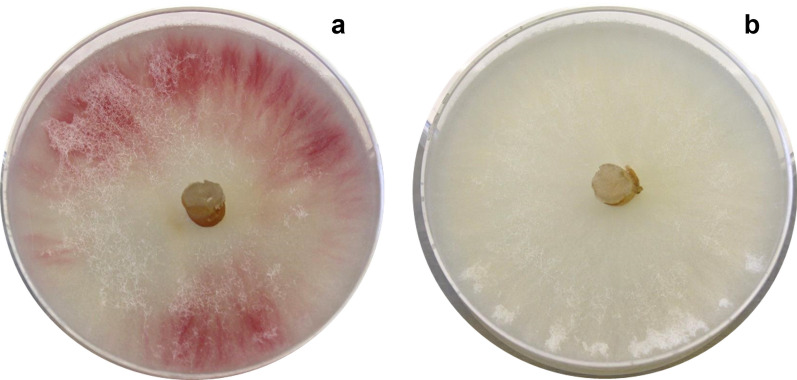 CRISPR/Cas9 mediated editing of the Quorn fungus Fusarium venenatum A3/5 by transient expression of Cas9 and sgRNAs targeting endogenous marker gene PKS12.