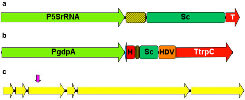 CRISPR/Cas9 mediated editing of the Quorn fungus Fusarium venenatum A3/5 by transient expression of Cas9 and sgRNAs targeting endogenous marker gene PKS12.