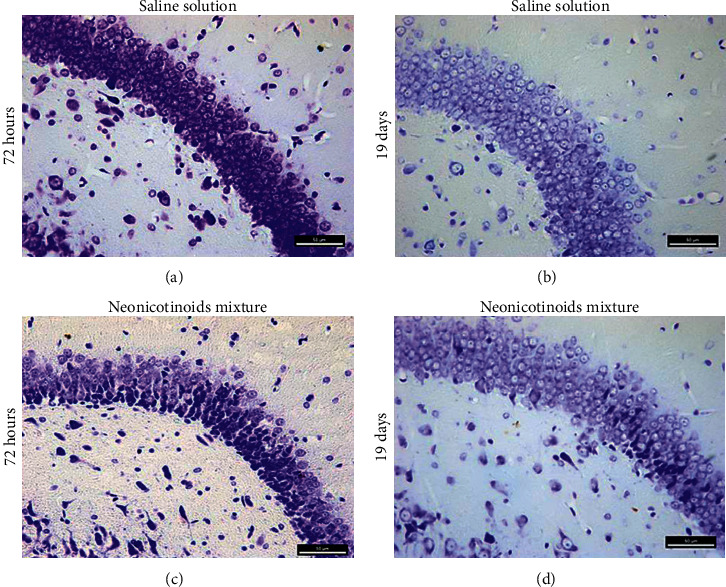 Clothianidin and Thiacloprid Mixture Administration Induces Degenerative Damage in the Dentate Gyrus and Alteration in Short-Term Memory in Rats.