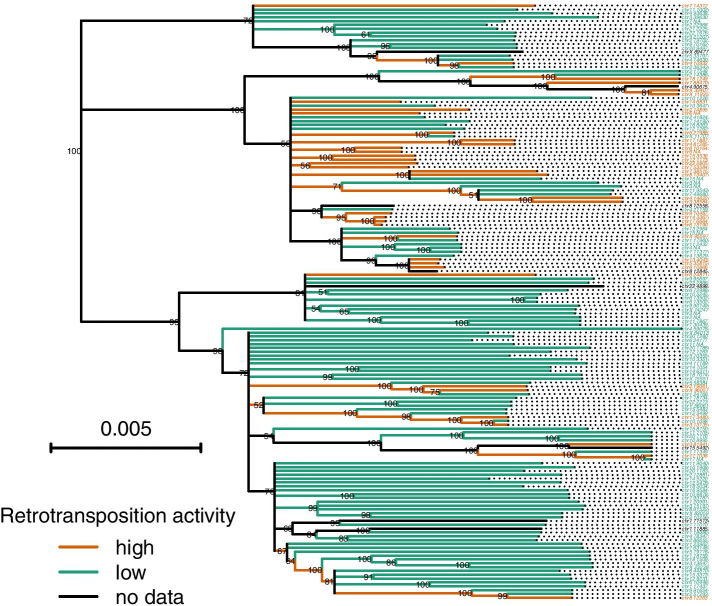 A comparative analysis of L1 retrotransposition activities in human genomes suggests an ongoing increase in L1 number despite an evolutionary trend towards lower activity.