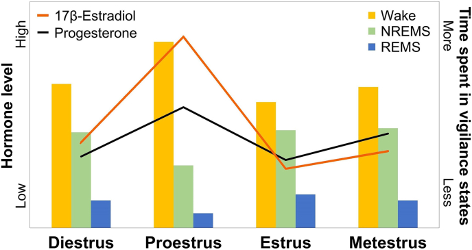 A review of the current state of knowledge on sex differences in sleep and circadian phenotypes in rodents