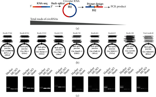 Deep Sequencing of the Rat MCAO Cortexes Reveals Crucial circRNAs Involved in Early Stroke Events and Their Regulatory Networks.