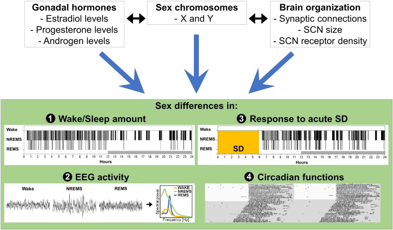 A review of the current state of knowledge on sex differences in sleep and circadian phenotypes in rodents