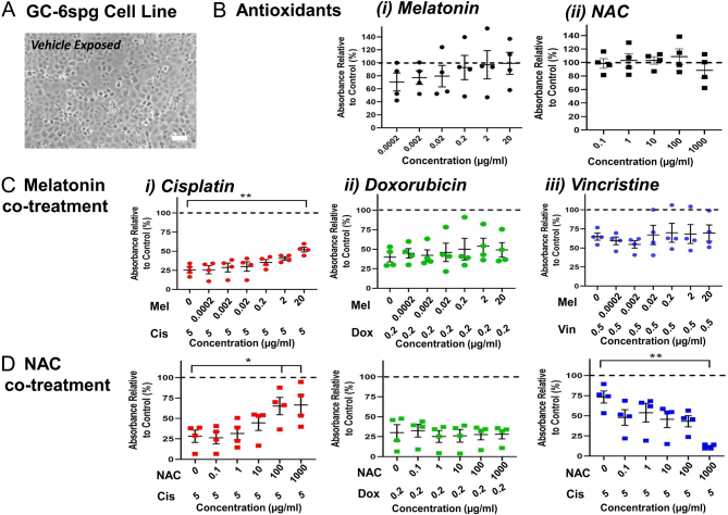 Can antioxidants protect against chemotherapy in a rat spermatogonial stem cell line?