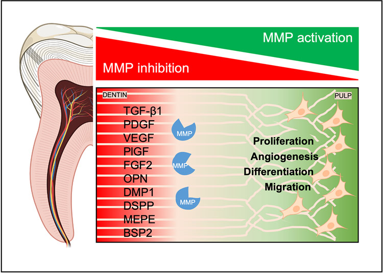 Dentine matrix metalloproteinases as potential mediators of dentine regeneration.