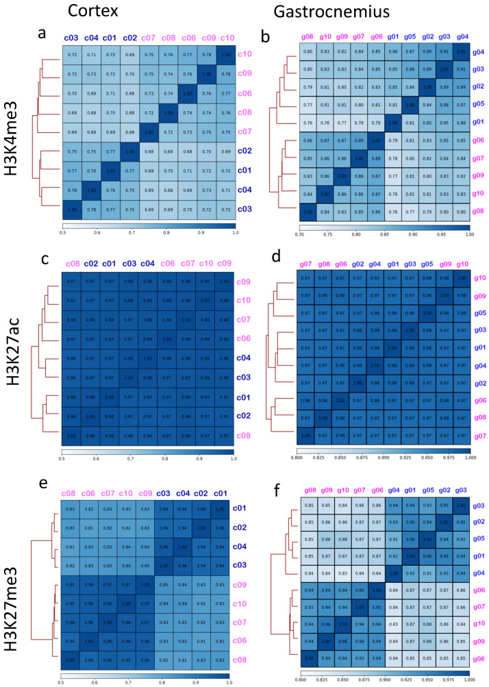 The Histone H3 K4me3, K27me3, and K27ac Genome-Wide Distributions Are Differently Influenced by Sex in Brain Cortexes and Gastrocnemius of the Alzheimer's Disease PSAPP Mouse Model.