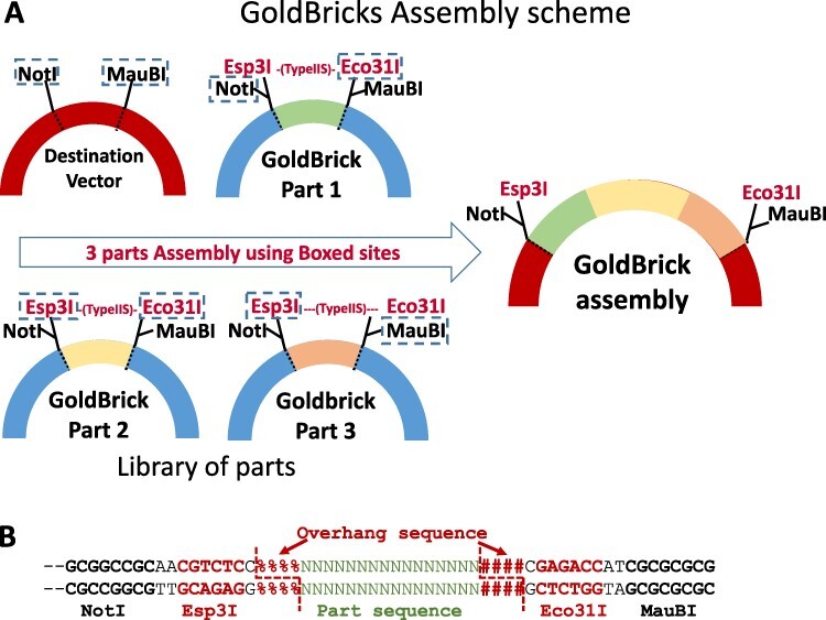 GoldBricks: an improved cloning strategy that combines features of Golden Gate and BioBricks for better efficiency and usability.