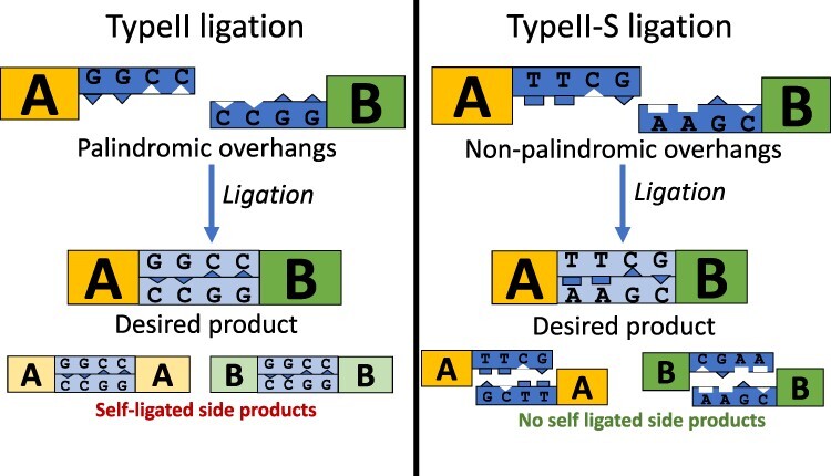 GoldBricks: an improved cloning strategy that combines features of Golden Gate and BioBricks for better efficiency and usability.
