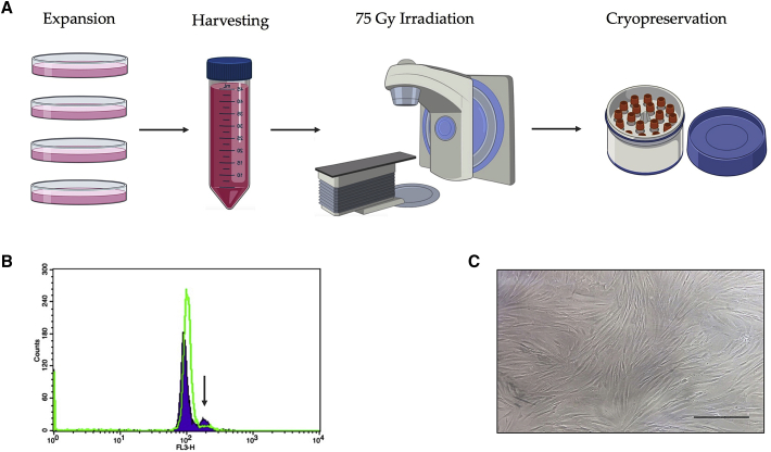 Tips and tricks for successfully culturing and adapting human induced pluripotent stem cells.