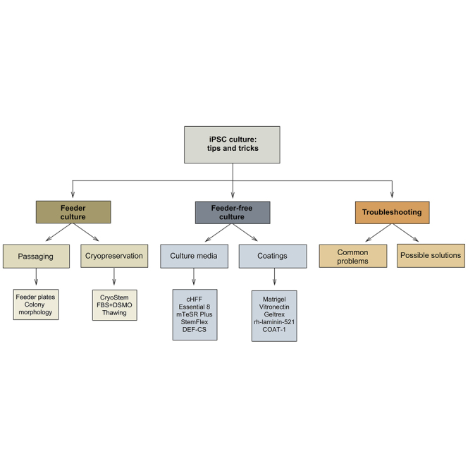 Tips and tricks for successfully culturing and adapting human induced pluripotent stem cells.