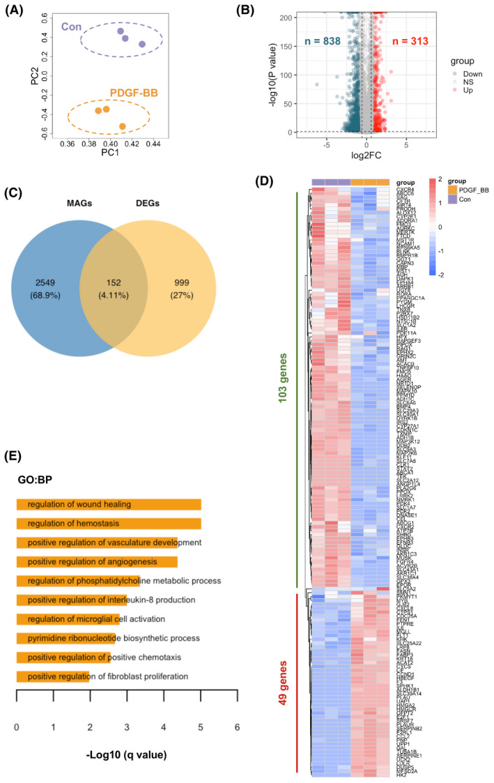 Implication of proliferation gene biomarkers in pulmonary hypertension.