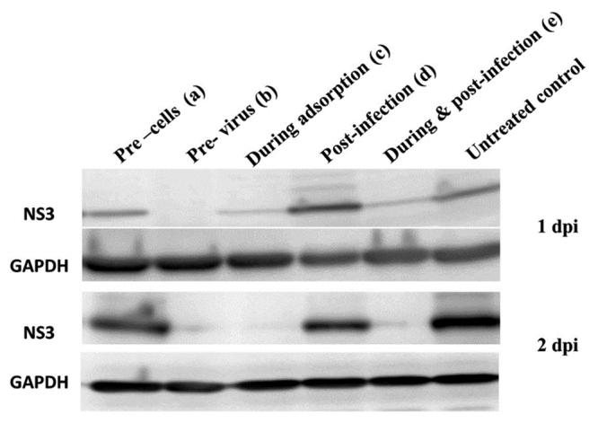 Virucidal activity of oriental hornet <i>Vespa orientalis</i> venom against hepatitis C virus.