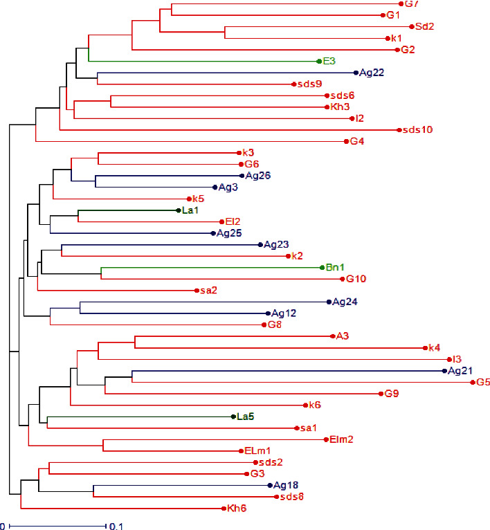 Genetic Diversity and Population Structure of Moroccan Isolates Belong to <i>Alternaria</i> spp. Causing Black Rot and Brown Spot in Citrus.