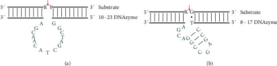 DNAzymes, Novel Therapeutic Agents in Cancer Therapy: A Review of Concepts to Applications.