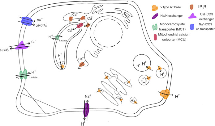The Molecular Effects of Dietary Acid Load on Metabolic Disease (The Cellular PasaDoble: The Fast-Paced Dance of pH Regulation).