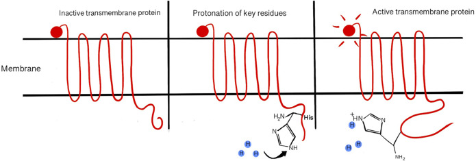 The Molecular Effects of Dietary Acid Load on Metabolic Disease (The Cellular PasaDoble: The Fast-Paced Dance of pH Regulation).