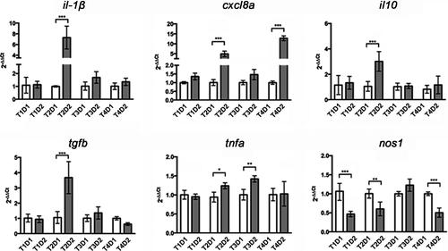 Soy diet induces intestinal inflammation in adult Zebrafish: Role of OTX and P53 family