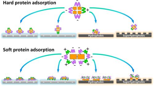 The structure, formation, and effect of plasma protein layer on the blood contact materials: A review