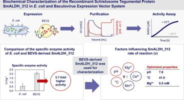 Biochemical characterization of the recombinant schistosome tegumental protein SmALDH_312 produced in E. coli and baculovirus expression vector system