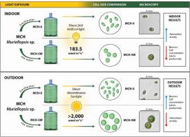 Effect on growth and productivity of lutein from the chlorophyta microalga, strain MCH of Muriellopsis sp., when grown in sea water and outdoor conditions at the Atacama Desert