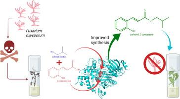 Improved synthesis of the antifungal isobutyl o-coumarate catalyzed by the Aspergillus terreus type B feruloyl esterase