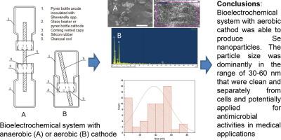 Biogenic synthesis of selenium nanoparticles by Shewanella sp. HN-41 using a modified bioelectrochemical system