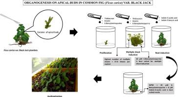 Organogenesis on apical buds in common fig (Ficus carica) var. Black Jack