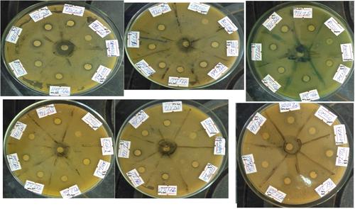 Biosynthesis, characterisation and antimicrobial activity of zinc oxide and nickel doped zinc oxide nanoparticles using Euphorbia abyssinica bark extract