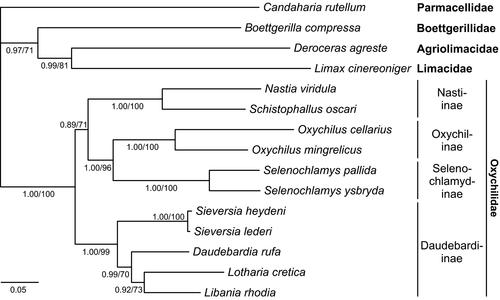 Libania rhodia sp. nov., a new predatory semislug from Rhodes (Gastropoda: Oxychilidae), and its phylogenetic and biogeographic relationships