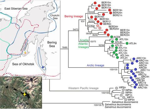 Introgressive hybridization between two phylogenetic lineages of charrs (Salvelinus: Salmonidae) in northeastern Asia