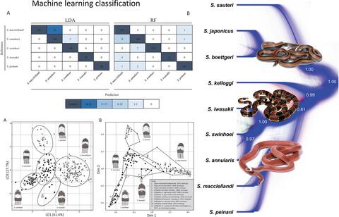 A comprehensive appraisal of evolutionary diversity in venomous Asian coralsnakes of the genus Sinomicrurus (Serpentes: Elapidae) using Bayesian coalescent inference and supervised machine learning