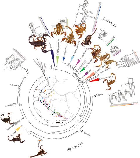 Hidden diversity, ancient divergences, and tentative Pleistocene microrefugia of European scorpions (Euscorpiidae: Euscorpiinae) in the eastern Adriatic region