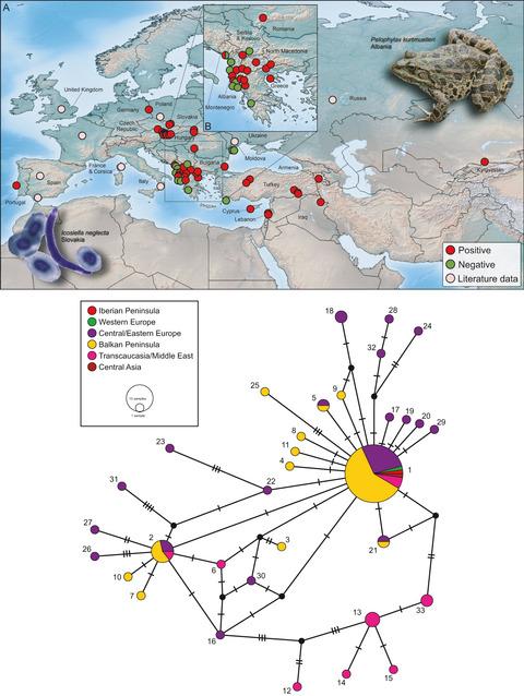 Weak population-genetic structure of a widely distributed nematode parasite of frogs in the western Palearctic