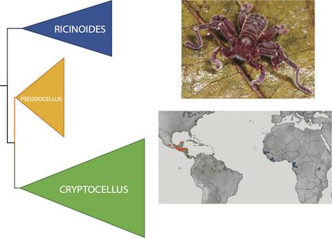 Understanding the real magnitude of the arachnid order Ricinulei through deep Sanger sequencing across its distribution range and phylogenomics, with the formalization of the first species from the Lesser Antilles