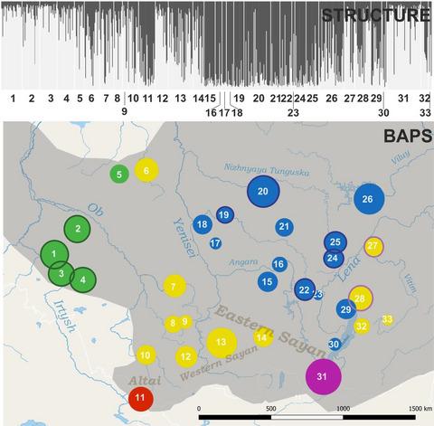 Genetic differentiation of autochthonous sable populations in Western and Eastern Siberia