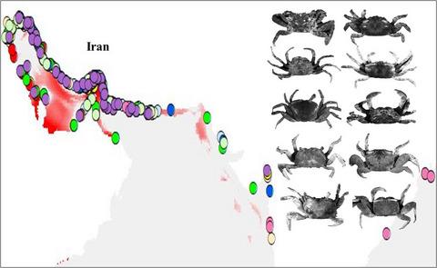 Insights toward the future potential distribution of mangrove crabs in the Persian Gulf and the Sea of Oman