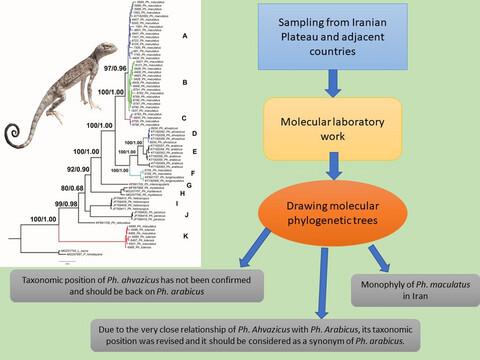 Molecular phylogenetic relationships within the Phrynocephalus maculatus-arabicus species complex (Sauria: Agamidae) in Iran