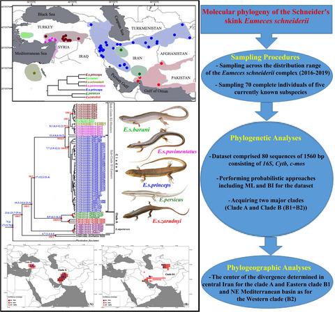 Molecular phylogeny and systematic of the Schneider's skink Eumeces schneiderii (Daudin, 1802) (Squamata: Scincidae)