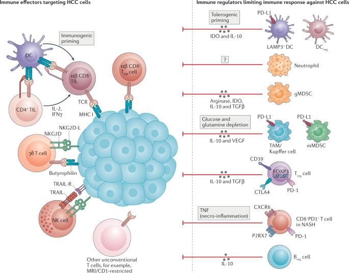 Immunotherapies for hepatocellular carcinoma