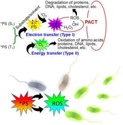 Advances in photodynamic antimicrobial chemotherapy