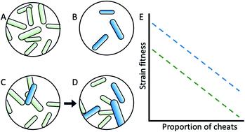 Challenges and opportunities for cheat therapy in the control of bacterial infections