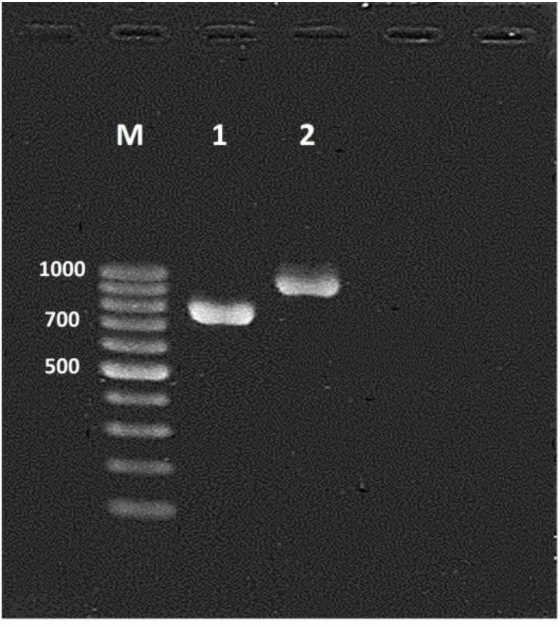 Characterization of <i>Candida</i> species isolated from vulvovaginal candidiasis by MALDI-TOF with <i>in vitro</i> antifungal susceptibility profiles.