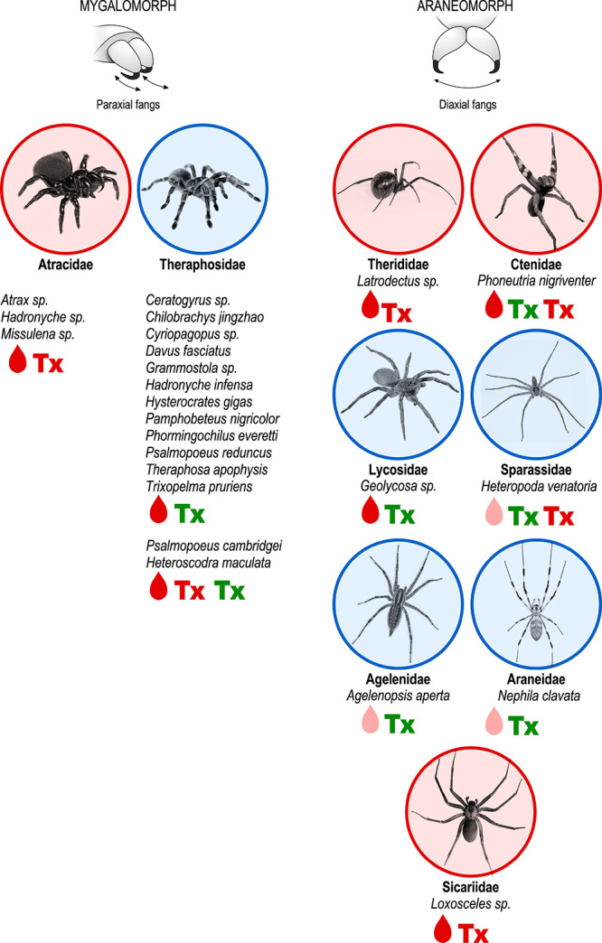 Pain-related toxins in scorpion and spider venoms: a face to face with ion channels.