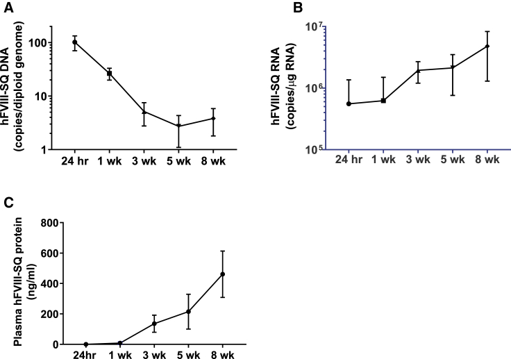 Molecular analysis of AAV5-hFVIII-SQ vector-genome-processing kinetics in transduced mouse and nonhuman primate livers.
