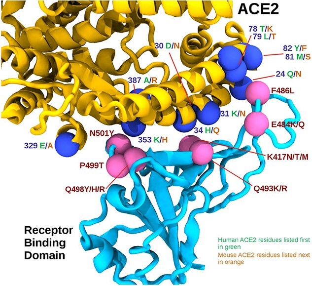 "But Mouse, You Are Not Alone": On Some Severe Acute Respiratory Syndrome Coronavirus 2 Variants Infecting Mice.